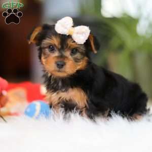 Bella, Yorkie Puppy
